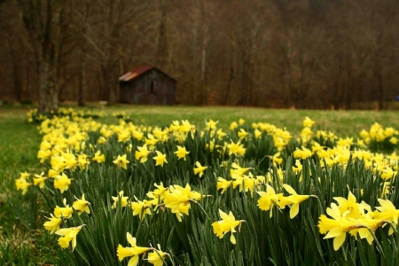 field of yellow daffodils - nature, yellow, spring, field, daffodils