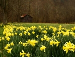 field of yellow daffodils