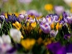 field of lovely crocuses