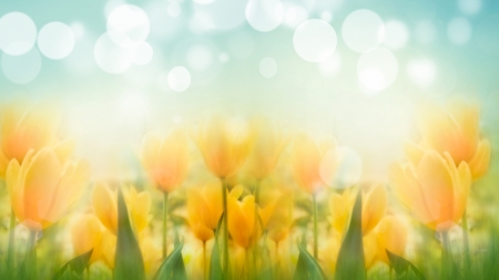 Tulips of Gold - bokeh, fresh, yellow flowers, tulips, summer, spring, firefox persona theme