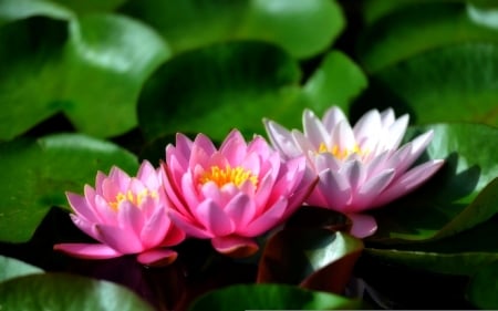 ✿⊱•╮T h r e e╭•⊰✿ - flowers, photography, loturs flowers, spring, colors, love four seasons, lotus pads