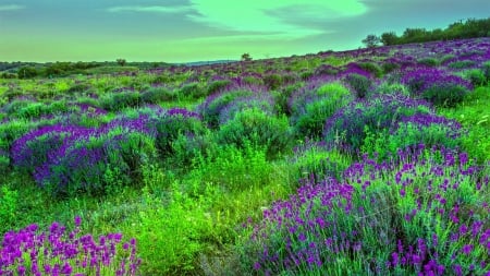 Flowering fields