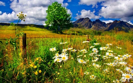 Flower - cloud, sky, flower, tree, nature