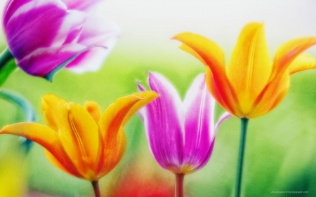 Flowers - bug, leaf, flower, nature