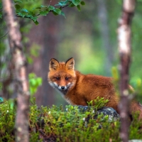 Fox