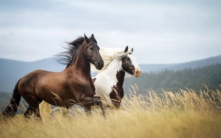 Horse - animal, nature, run, Horse, wild