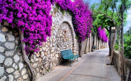 Purple Flowers - Purple, flower, walk, nature