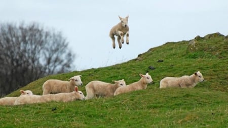 Lamb spring jumping - jumping, animals, sheeps, lamb, spring