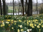 daffodil garden