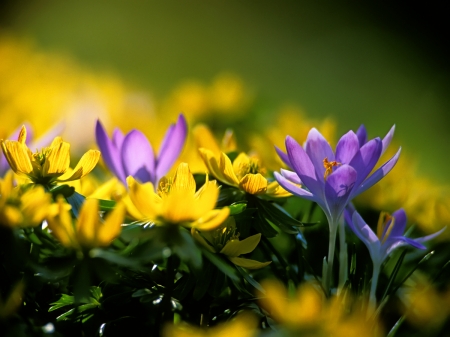 lovely spring flowers - nature, crocuses, field, flowers, lovely