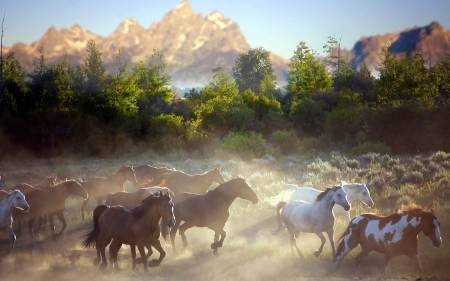 Horses - dust, animal, nature, horses