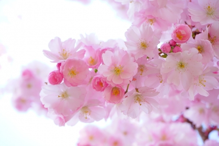 Cherry Blossom! - sakura, nature, blossom, cherry