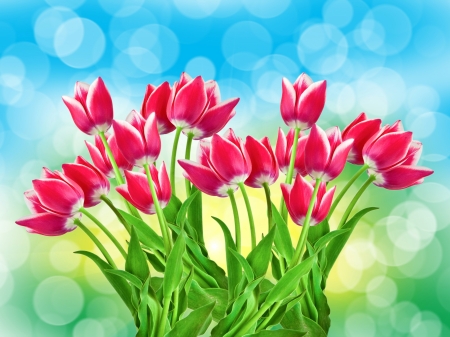 Spring Tulips - flowers, spring, tulips, circles