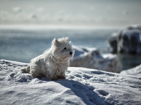 Cute Puppy - animal, winter, snow, dog, puppy