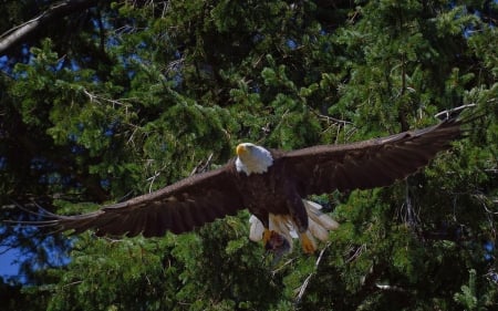 Bald Eagle Flying