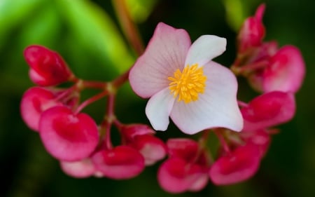 Beautiful Flowers - flowers, petals, nature, bloom