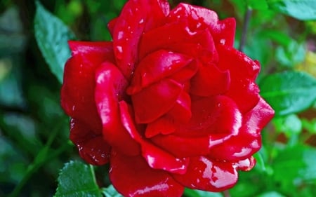 Red Rose - red, flower, nature, rose