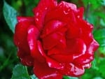 Red Rose