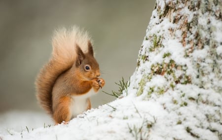 Squirrel - white, animal, winter, red, cute, snow, squirrel, veverita