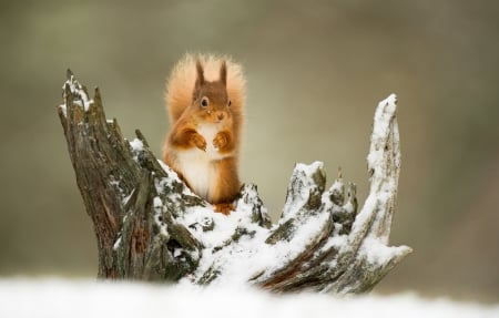 Squirrel - animal, winter, red, cute, snow, squirrel, veverita