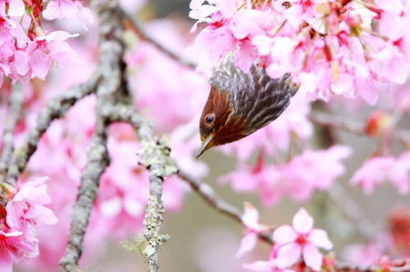 Bird - red, flower, cherry blossom, bird, pink, spring, sakura, branch