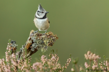 Bird - flower, bird, macro, green