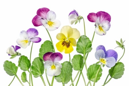 Pansies - flower, purple, pink, pansy, spring, yellow, viola, blue, white, texture, green