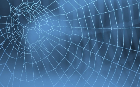 Spider's web - web, blue, dew, water drops, texture, luminos