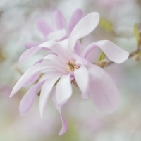 Magnolia