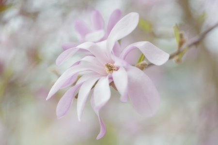 Magnolia - pink, soft, magnolia, spring, flower