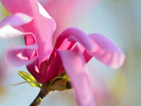 Magnolia - spring, flower, pink, magnolia