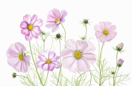 Cosmos - white, cosmos, green, spring, card, texture, flower, pink