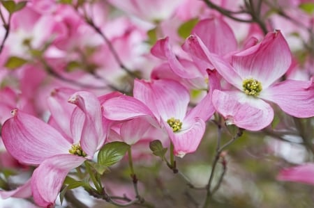 Magnolias - flower, pink, spring, magnolia, skin