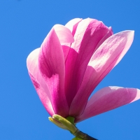 Magnolia