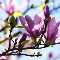 Magnolias