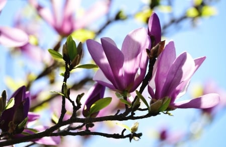 Magnolias - flower, pink, spring, branch, magnolia, blue