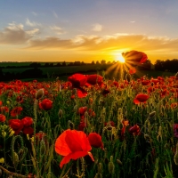 Poppy field at sunset