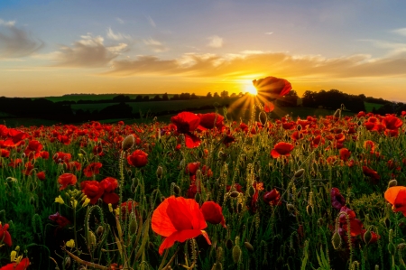 Poppy field at sunset - flowers, glow, poppies, sunset, rays, beautiful, field, sky