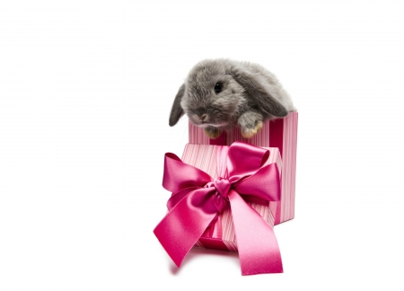 For you! - rabbit, pink, bunny, birthday, easter, white, cute, box, gift, bow, card