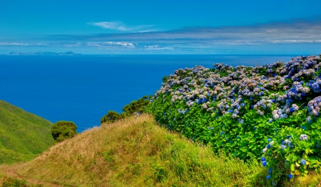 The island of Graciosa - horizons, coast, blue, landscape, sea, island, grass, lovely, photo, flowers, view, hydrangea, sky