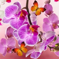 Orchids and Butterflies!