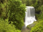 Forest waterfall