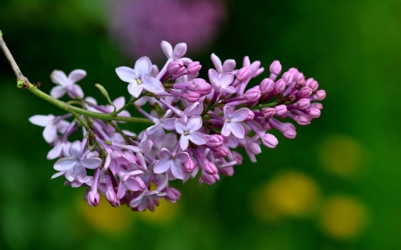 Purple Flower - garden, flower, purple, nature