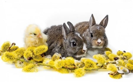 cute spring bunnies and chick - cute, bunnies, spring, chick, animals