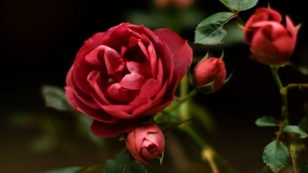 Scalet Rose - wide screen, flower, rose, beauty, beautiful, photo, love, still life, romance, photography, floral