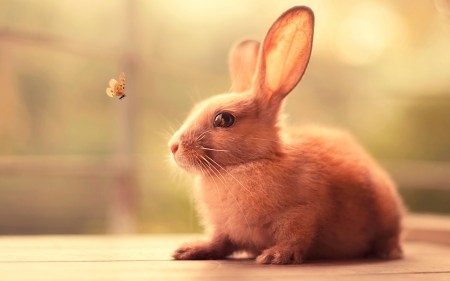 bunny rabbit - animal, rabbit, bunny, rodent