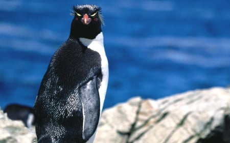 penguin - rock, bird, ocean, penguin