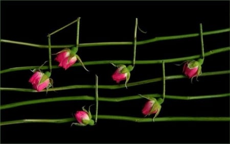 ~~Note Of The Flower~~ - note, music, nature, flower