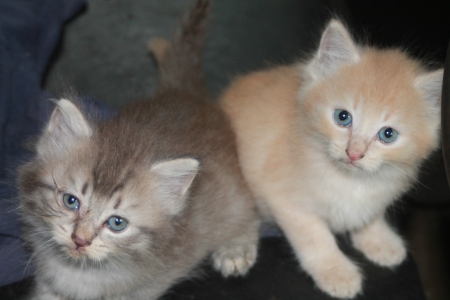 Tiger and Megs - big, ginger, fluffy, blue