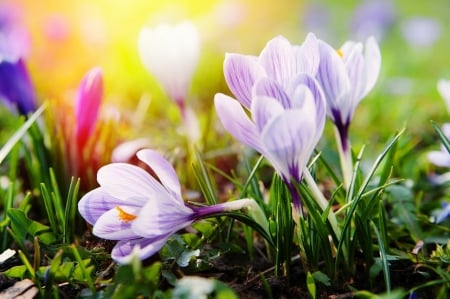 Crocuses in the Spring Time! - spring, crocus, nature, sun